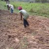ffs session during planting